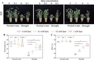 Physiological and metabolomic analyses reveal the mechanism by which exogenous spermine improves drought resistance in alfalfa leaves (Medicago sativa L.)